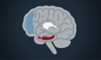 Brain icon showing various brain regions