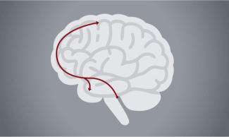 Brain icon showing norepinephrine pathway