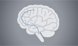 Brain icon showing serotonin pathway